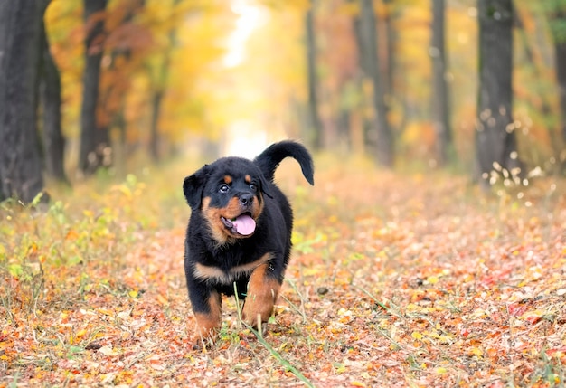 夏に自然の中を走る子犬のロットワイラー