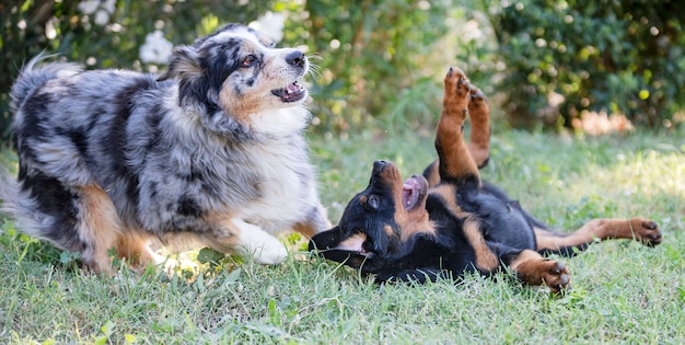 Puppy rottweiler spelen met Australische herder in de natuur in de zomer