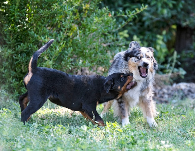 Puppy rottweiler spelen met Australische herder in de natuur in de zomer