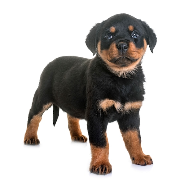 puppy rottweiler in studio