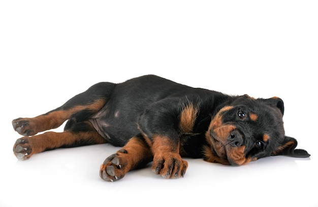 Rottweiler cucciolo in studio