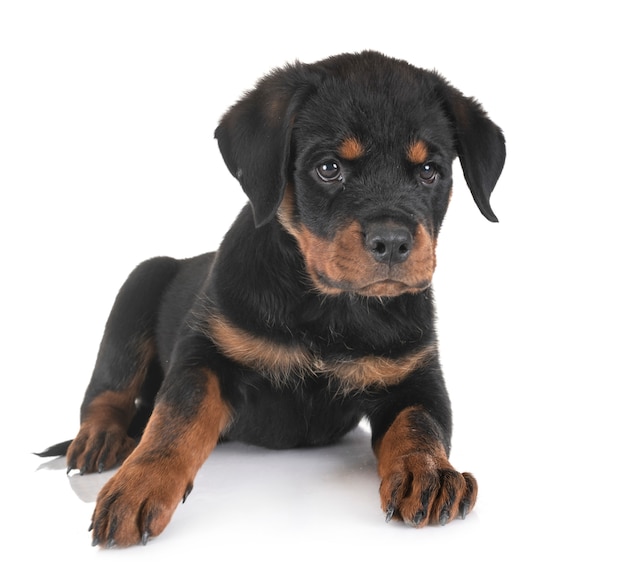 Puppy rottweiler in studio