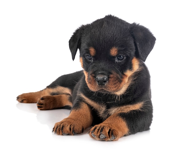 Puppy rottweiler in studio