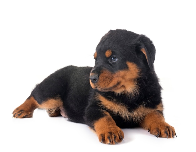 puppy rottweiler in studio