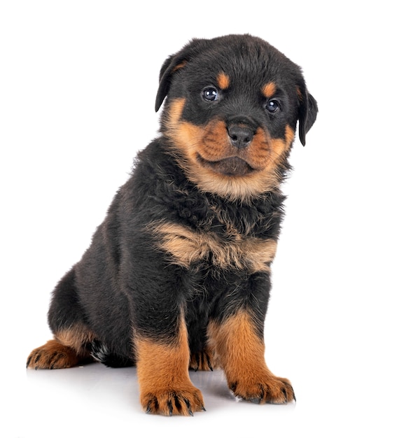 Photo puppy rottweiler in studio