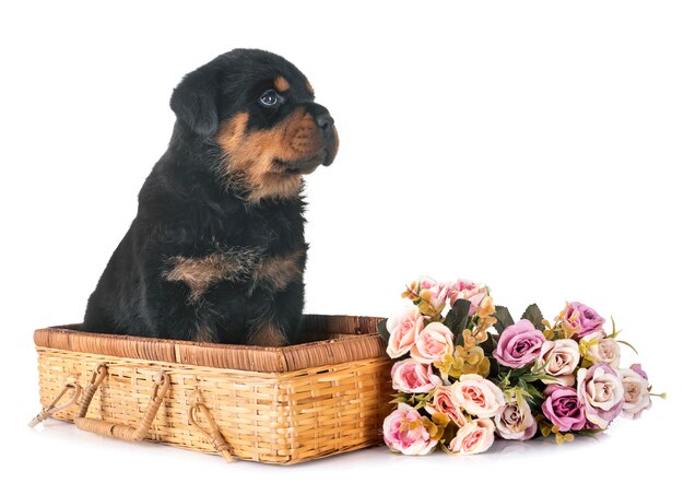 puppy rottweiler in studio