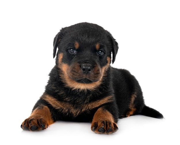 Puppy rottweiler in studio