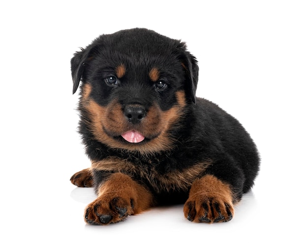 Puppy rottweiler in studio