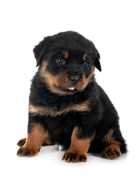 Puppy rottweiler in studio