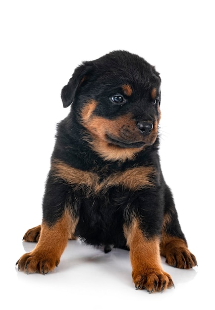 Puppy rottweiler in studio