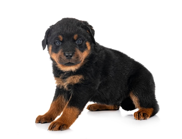 Photo puppy rottweiler in studio