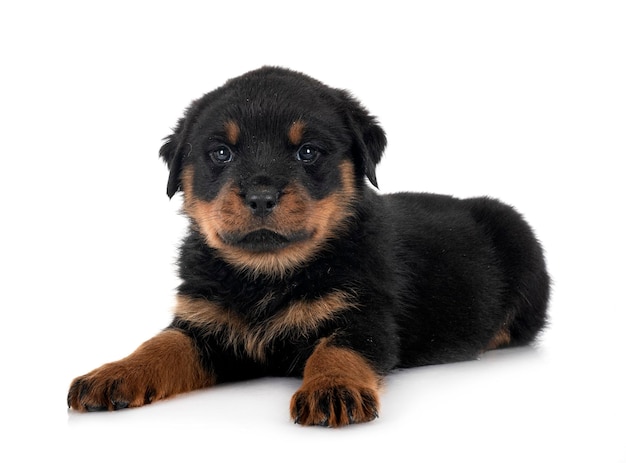 Puppy rottweiler in studio