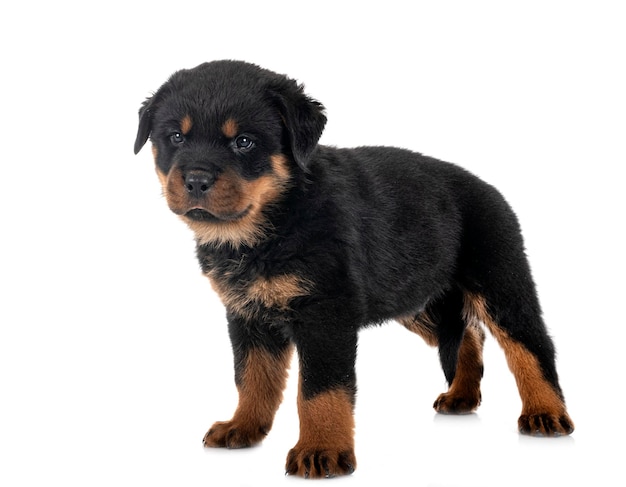 Puppy rottweiler in studio