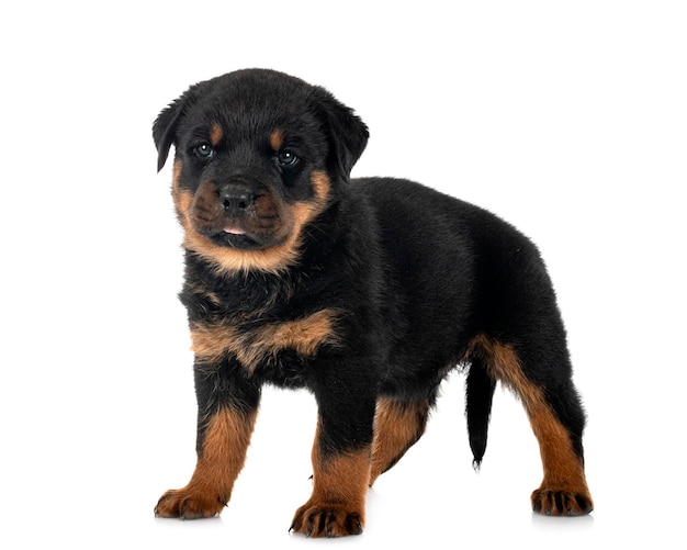 Puppy rottweiler in studio