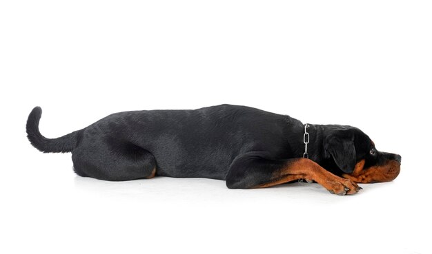 Photo puppy rottweiler in studio