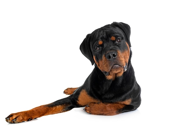 Puppy rottweiler in studio