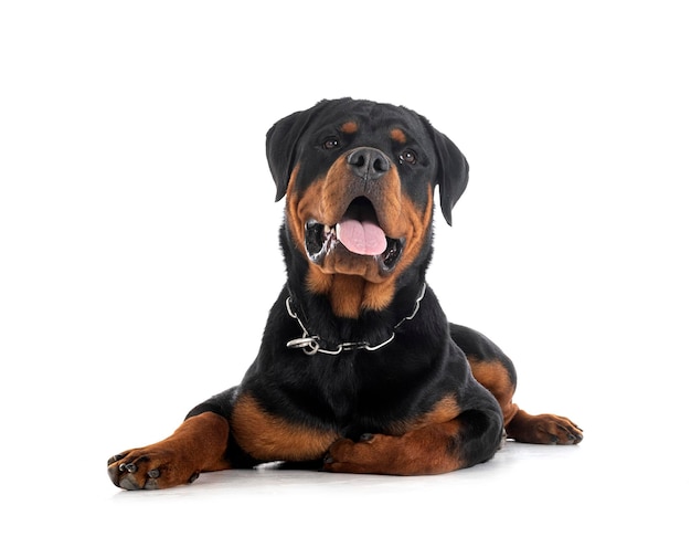 Puppy rottweiler in studio