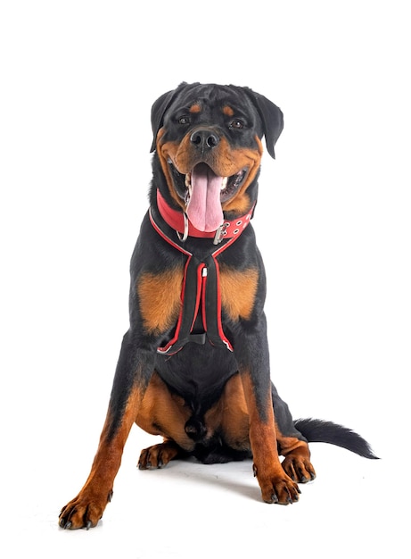 Puppy rottweiler in studio