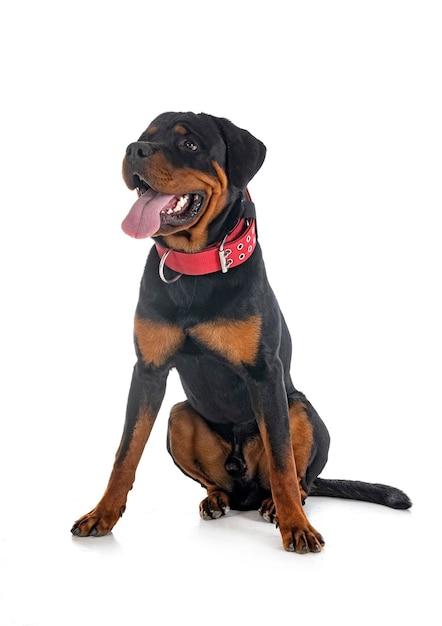 Puppy rottweiler in studio