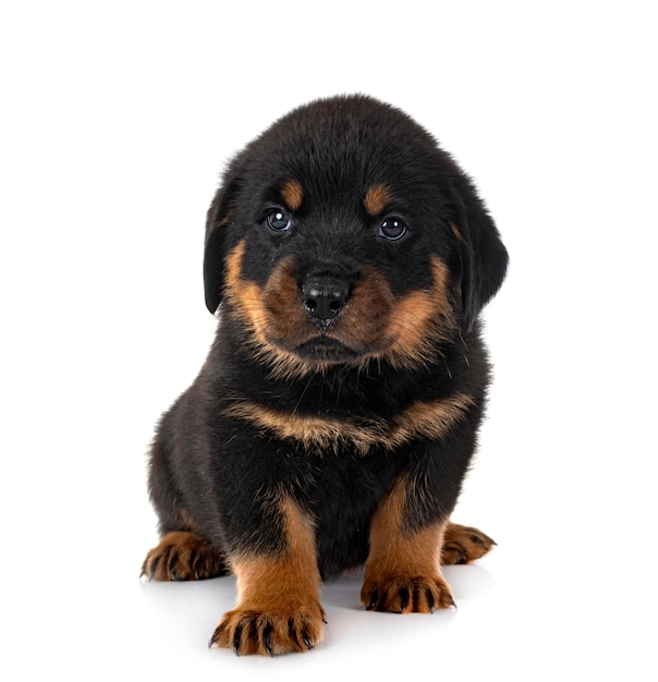 Puppy rottweiler in studio