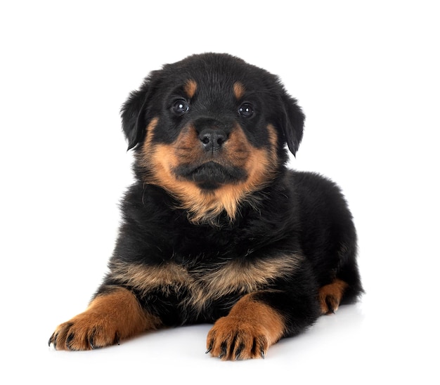 Puppy rottweiler in studio