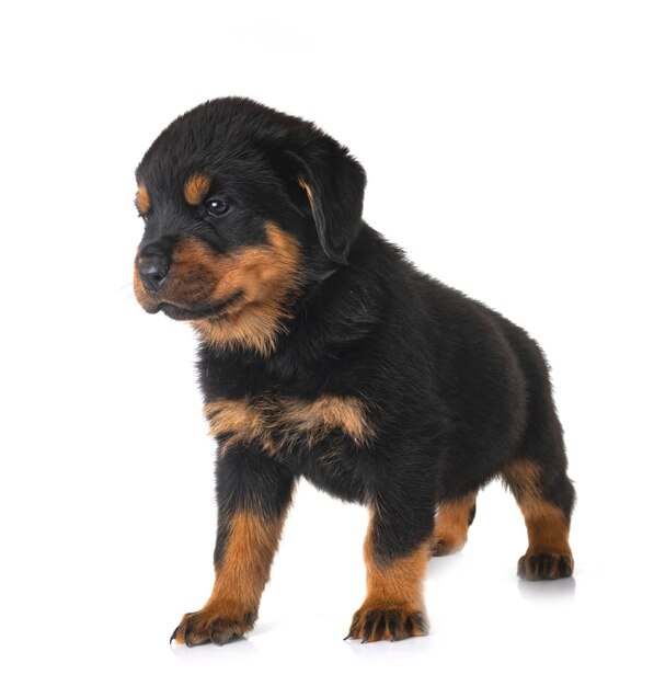 Puppy rottweiler in studio