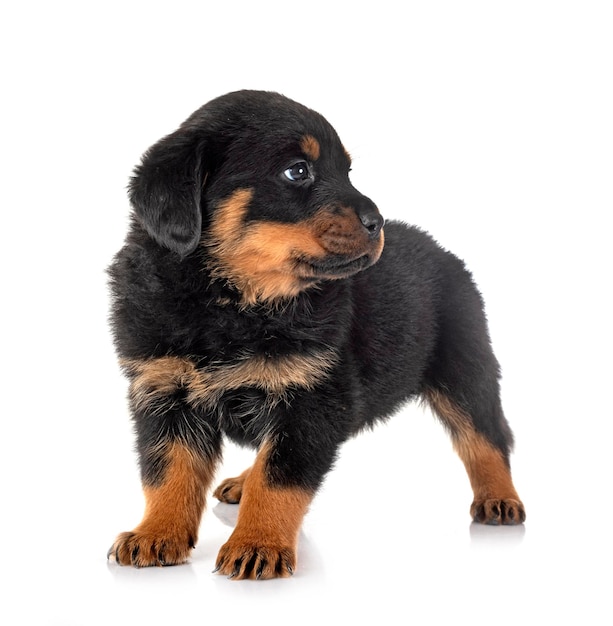 Puppy rottweiler in studio