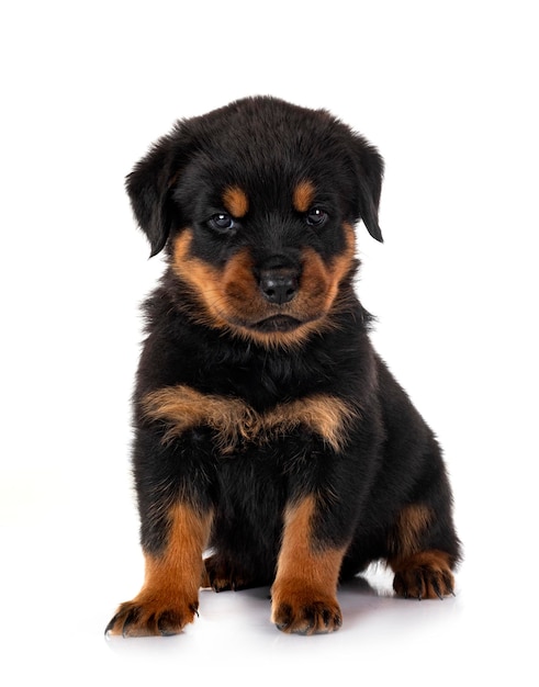 Puppy rottweiler in studio