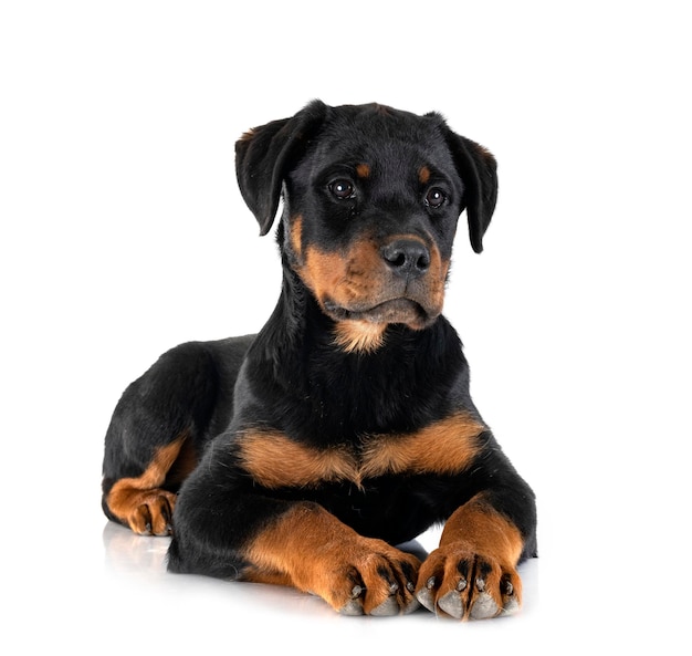 Puppy rottweiler in studio