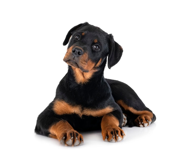 Photo puppy rottweiler in studio