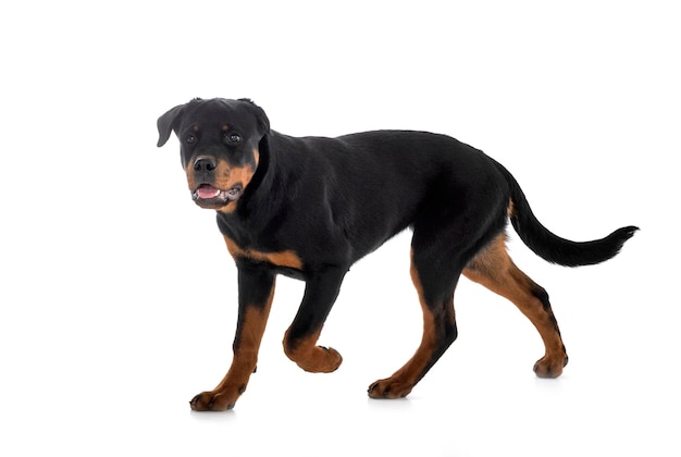 Photo puppy rottweiler in studio