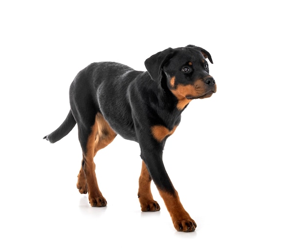 Puppy rottweiler in studio