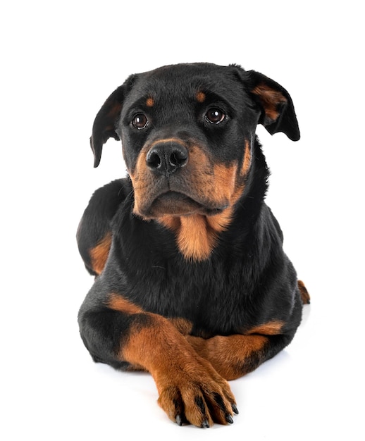 Puppy rottweiler in studio