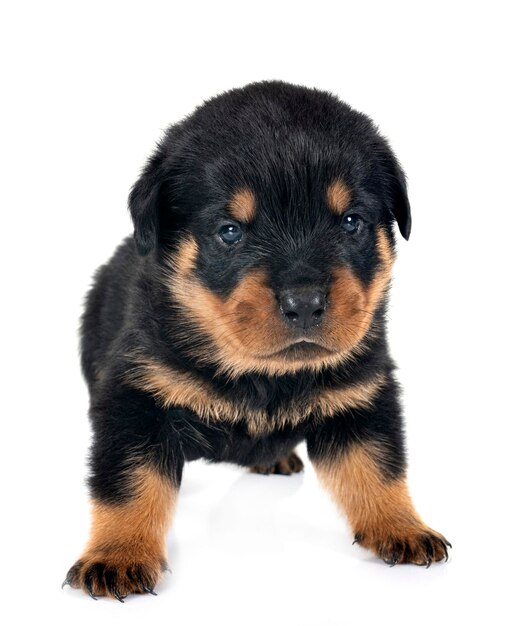 puppy rottweiler in studio