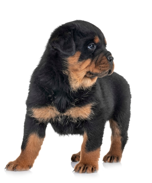 puppy rottweiler in studio