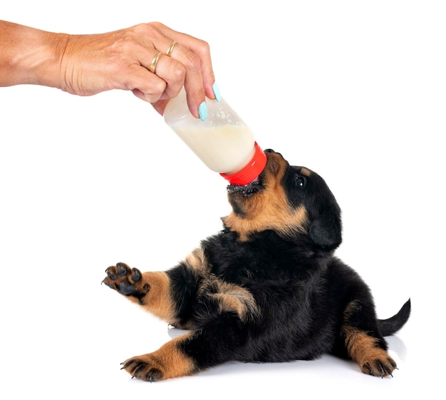 puppy rottweiler suckle a bottle in front of white background