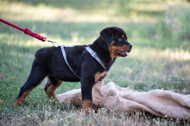 Puppy rottweiler training in de natuur in de zomer