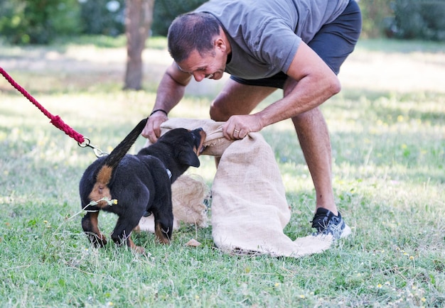 Puppy rottweiler training in de natuur in de zomer