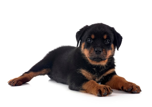 puppy rottweiler voor een witte achtergrond