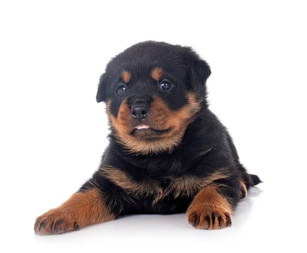 Puppy rottweiler voor witte achtergrond