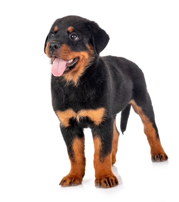 Foto puppy rottweiler voor witte achtergrond