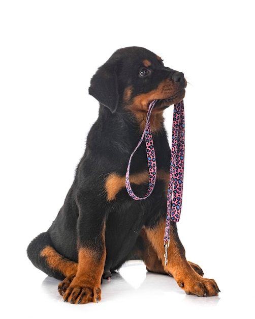 Puppy rottweiler voor witte achtergrond