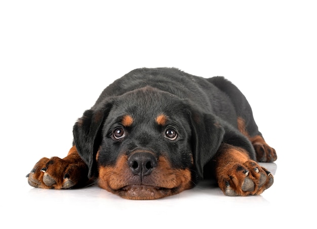 Puppy rottweiler voor witte achtergrond