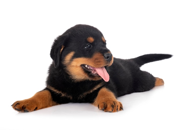 Puppy rottweiler voor witte achtergrond