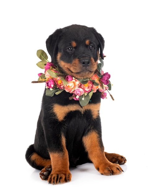 Puppy rottweiler voor witte achtergrond