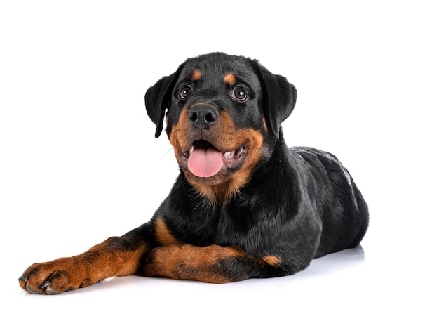 Puppy rottweiler voor witte achtergrond