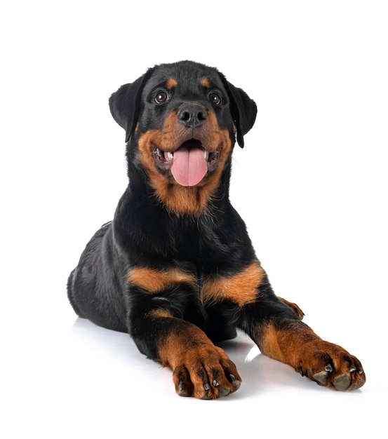 Puppy rottweiler voor witte achtergrond