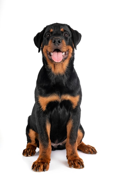 Puppy rottweiler voor witte achtergrond