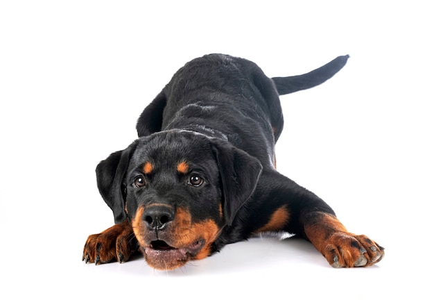 Puppy rottweiler voor witte achtergrond