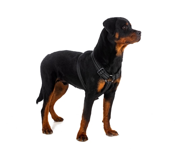 Puppy rottweiler voor witte achtergrond